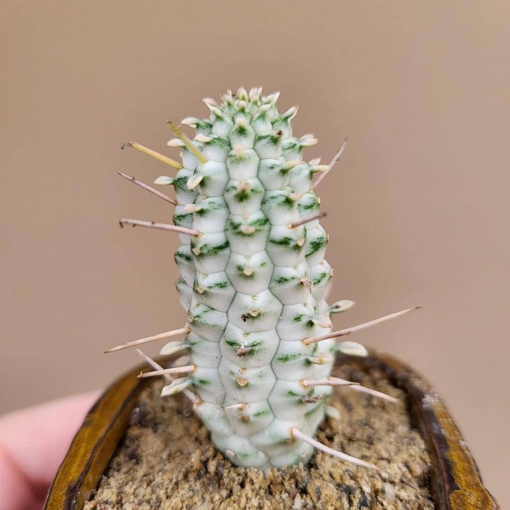 Euphorbia Mammilaris Variegated, Huis en Inrichting, Kamerplanten, Verzenden, Vetplant, Halfschaduw, Minder dan 100 cm