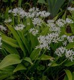 Daslook tuinplant, Ophalen, Volle zon