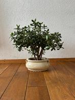 Crassula ovata vetplant, Huis en Inrichting, Ophalen, Zo goed als nieuw