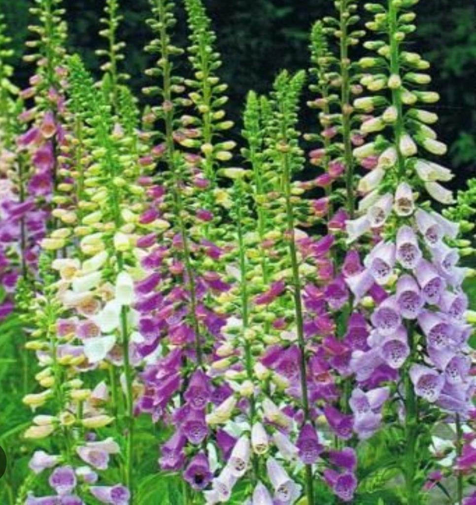 Digitalis (vinger hoed kruid), Ophalen, Overige soorten, Volle zon