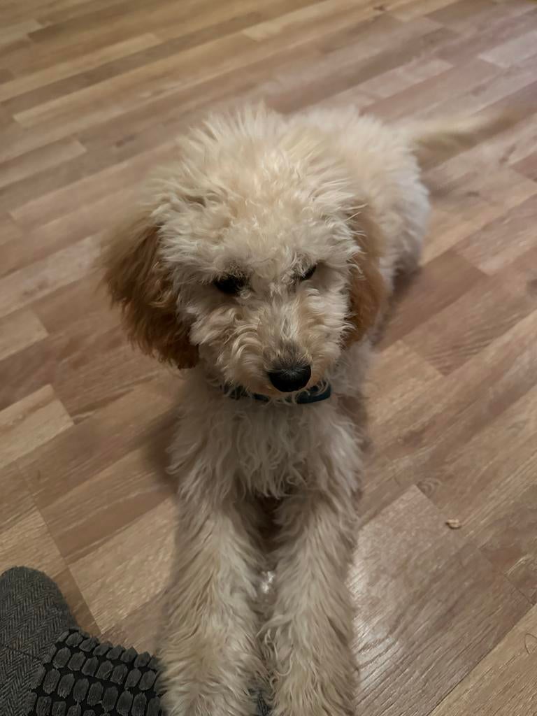 Lieve Middelgrote Poedel Pup (Teef) – Geboren 19-10-2025, Dieren en Toebehoren, Honden | Niet-rashonden, Parvo, 8 tot 15 weken