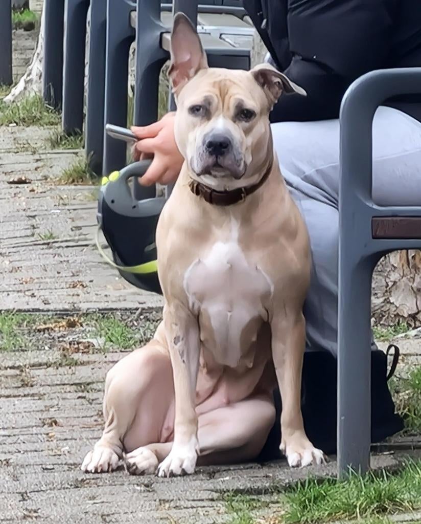 Puppy Pitbull / Amerikaanse Stafford, 8 tot 15 weken, Parvo, Meerdere, Meerdere dieren