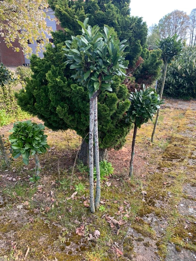 Laurier op stam, Tuin en Terras, Planten | Bomen, Ophalen