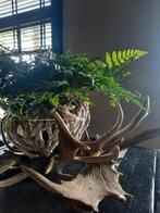 Prachtig Gewei Decoratie Stuk, Ophalen of Verzenden, Gebruikt