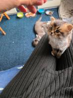 Te koop Britse Korthaar Langhaar, Dieren en Toebehoren, Katten en Kittens | Raskatten | Langhaar, Meerdere dieren, Gechipt