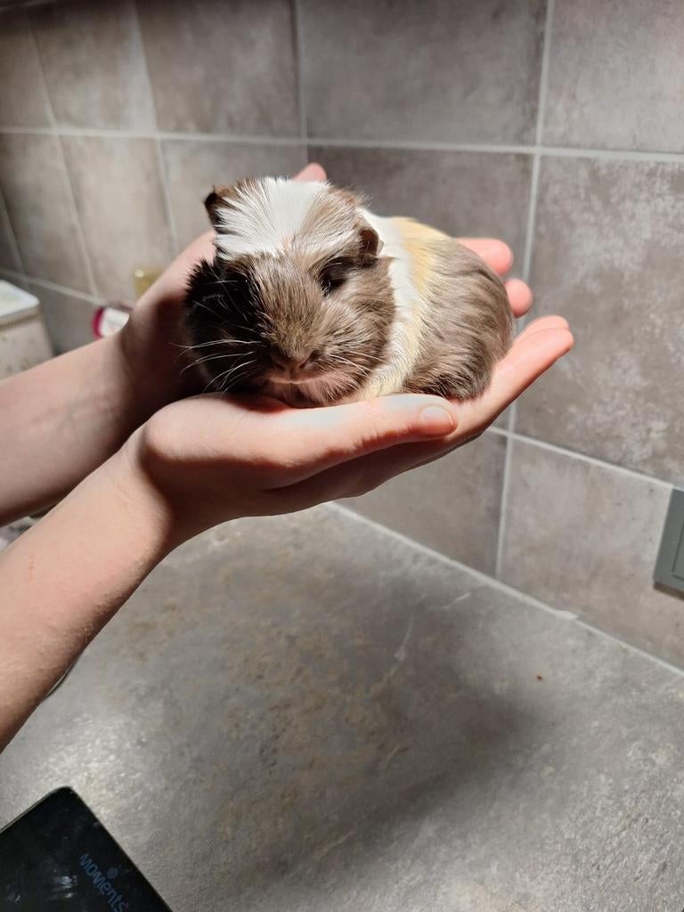 Cavia's, Dieren en Toebehoren, Knaagdieren, Cavia, Februari, Mannelijk, Tam