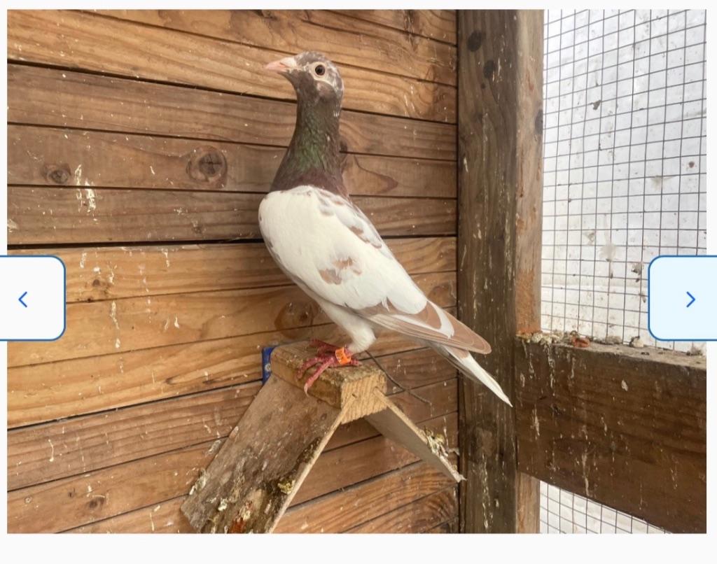 Meulemans postduiven + stamkaarten, Dieren en Toebehoren, Vogels | Duiven, Meerdere dieren, Postduif