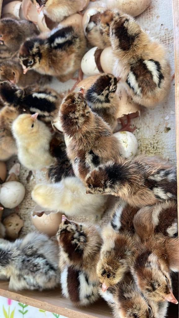 Barnevelder kriel kuikens, Dieren en Toebehoren, Geslacht onbekend, Kip