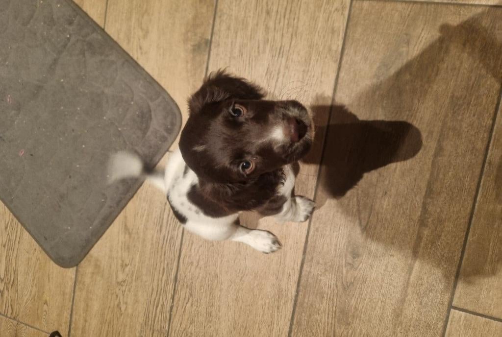 Engelse Springer Spaniel Pups, 8 tot 15 weken, Meerdere, Meerdere dieren, Nederland