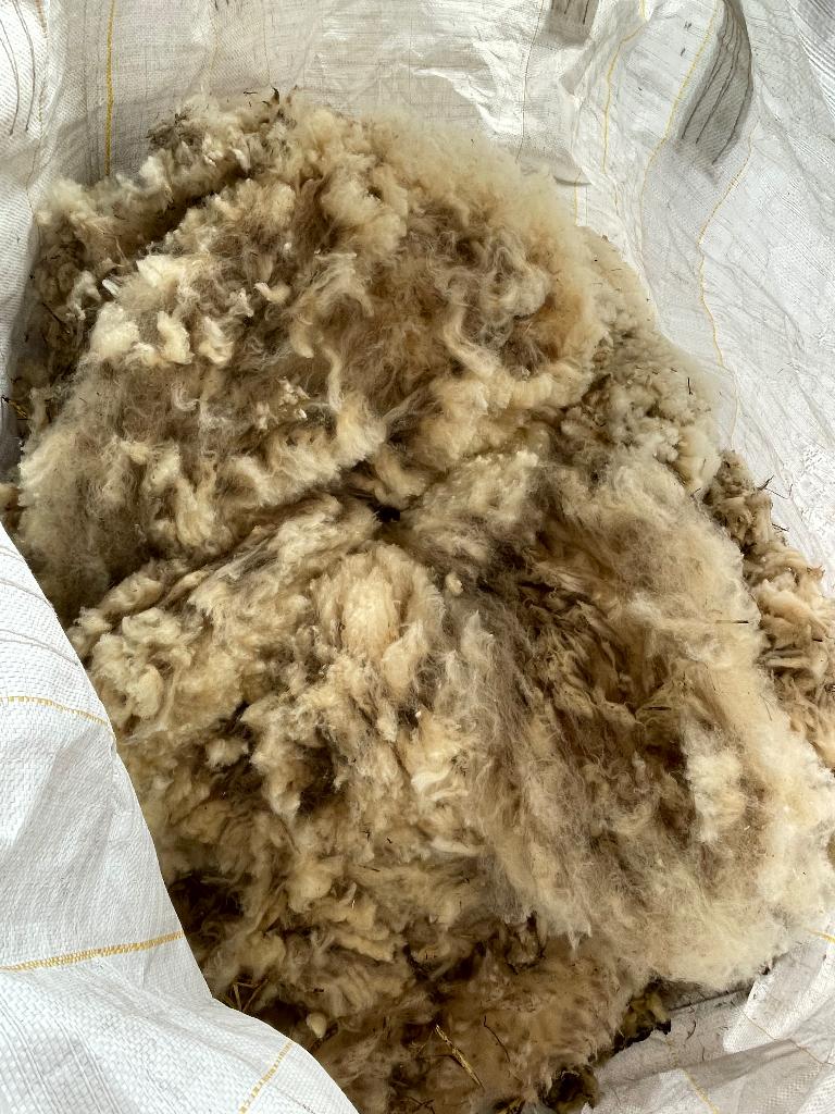 Witte schapenwol, Hobby en Vrije tijd, Ophalen, Nieuw