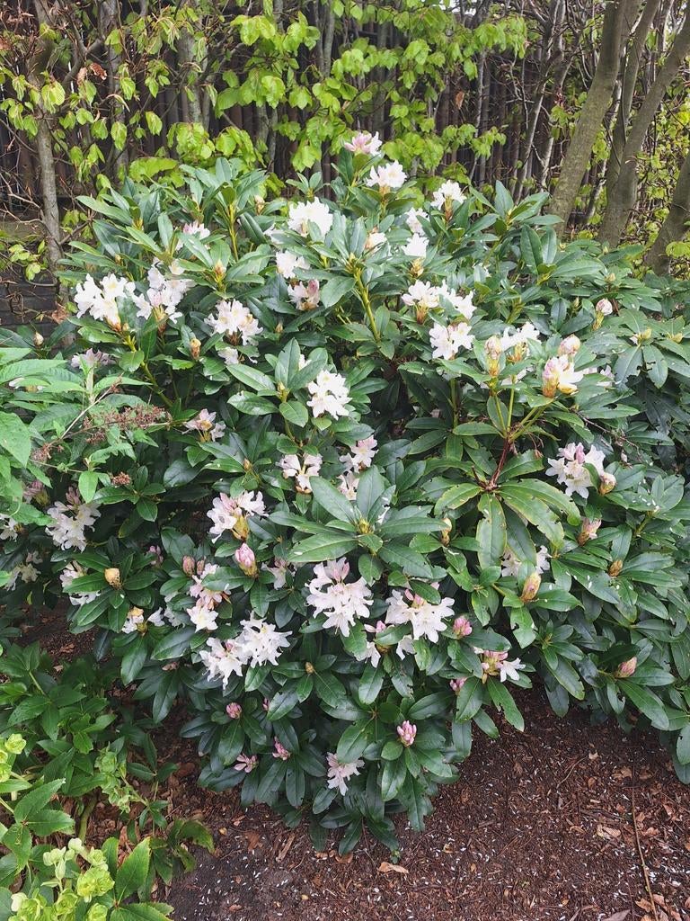 Mooie Rhododendron, Ophalen, Rhododendron, Minder dan 100 cm