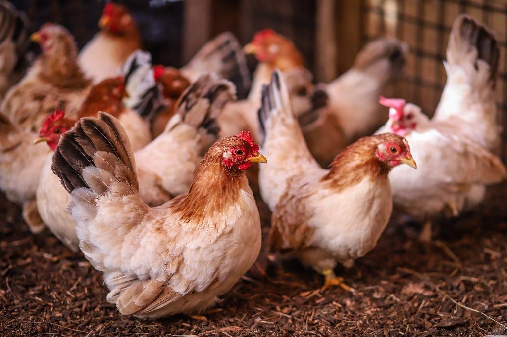 Chabo krielkippen | Rustige krielkip | Kleine kippen, Dieren en Toebehoren, Pluimvee, Vrouwelijk, Kip
