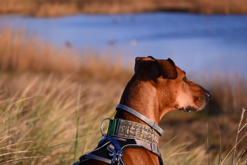 Tophond zoekt sportieve baas, Particulier, Buitenland, Teef, Groot
