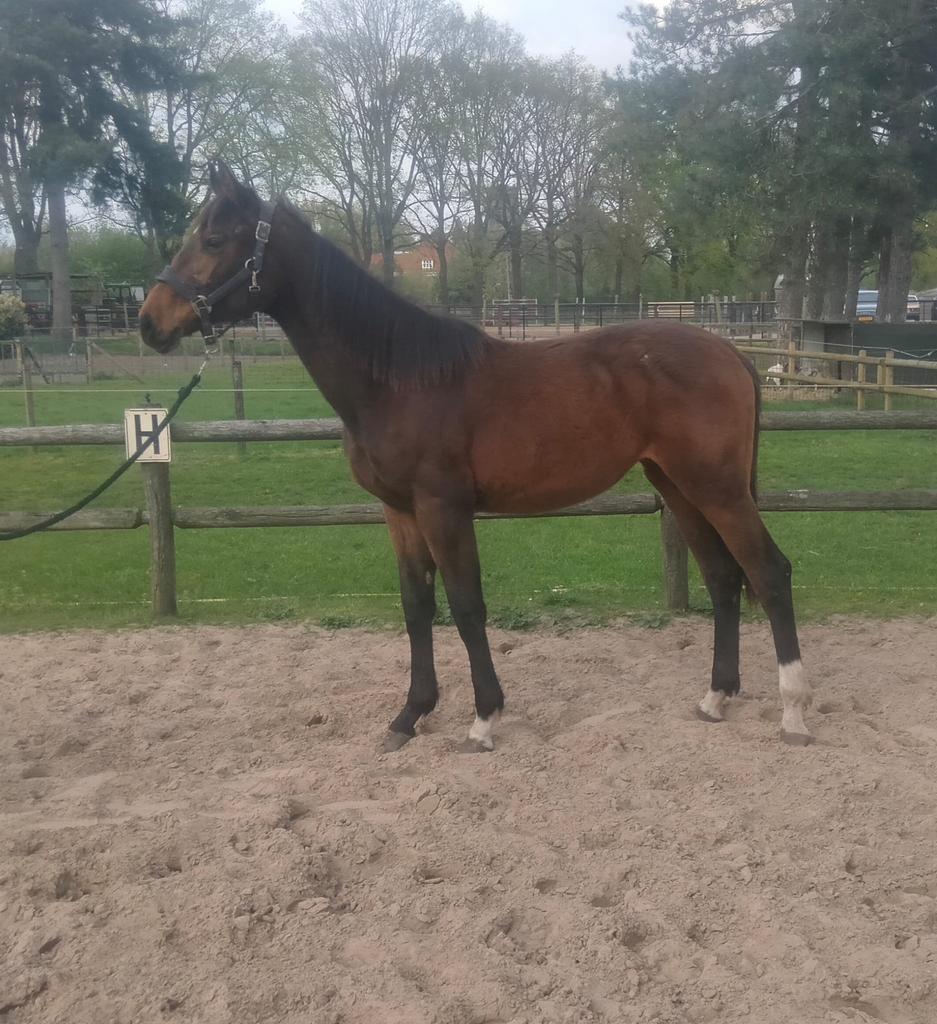 Zangersheide jaarling merrie, Dieren en Toebehoren, Paarden, Merrie, Onbeleerd, 170 tot 175 cm, 0 tot 2 jaar, Springpaard, Gechipt