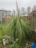 Pluimgras gratis, Ophalen, Volle zon, Vaste plant, Siergrassen
