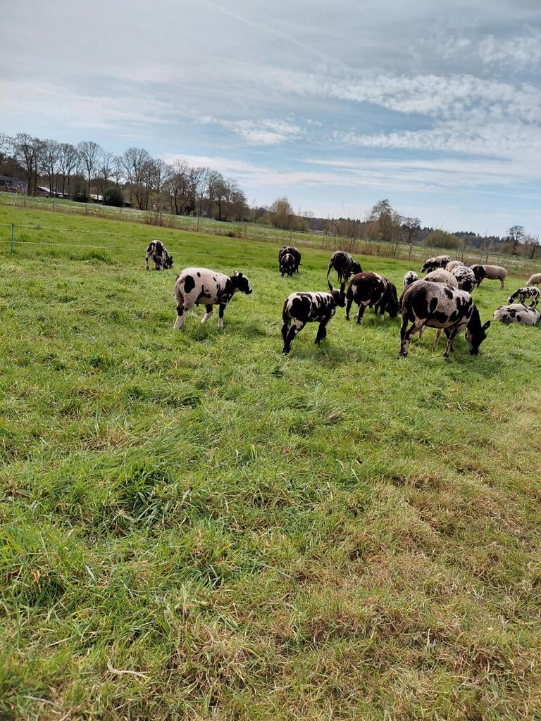 Bonte ram lammeren  te koop voor de dekkrij, Meerdere dieren, Schaap