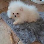 Pomeranian pup pomeriaan/dwergkees, Particulier, Keeshond, 15 weken tot 1 jaar, Buitenland