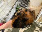 Jonge cavia beer, Dieren en Toebehoren, Cavia, Februari, Mannelijk, Tam