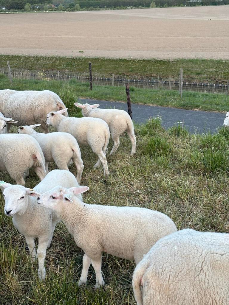 Swifter stamboek ooitjes, zwoegervrij, scrapie onverdacht, Dieren en Toebehoren, Vrouwelijk, Schaap, 0 tot 2 jaar