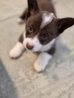 Welsh Corgi cardigan, Parvo, 8 tot 15 weken, Meerdere, Nederland