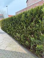 Coniferen Ivonne, Tuin en Terras, Planten | Struiken en Hagen, Ophalen, Conifeer, 100 tot 250 cm