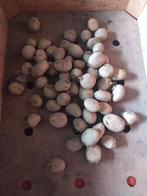 Poot aardappel frieslander, Ophalen, Volle zon