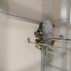 Ruilen: Roodkoppapegaaiamadine pop tegen man, Mannelijk