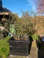 Olijfboom evt met houten bak, Bloeit niet, 100 tot 250 cm, Olijfboom, Ophalen