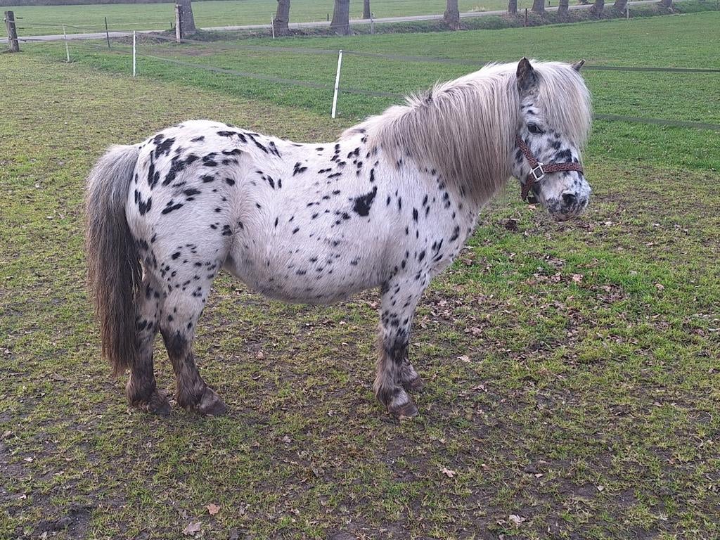 Appaloosa merrie NAS, Dieren en Toebehoren, Pony's, Merrie, A pony (tot 1.17m), 11 jaar of ouder