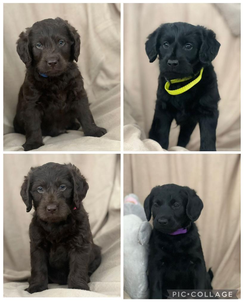 Labradoodle F1, 8 tot 15 weken, Meerdere, Meerdere dieren, Middel