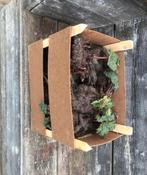 2. Te koop rabarber 1 euro per stuk, Ophalen of Verzenden, Zo goed als nieuw