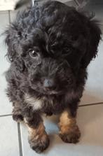 Dwergpoedel puppy's/minipoedel puppy's, Dieren en Toebehoren, Poedel, België, Particulier, 8 tot 15 weken