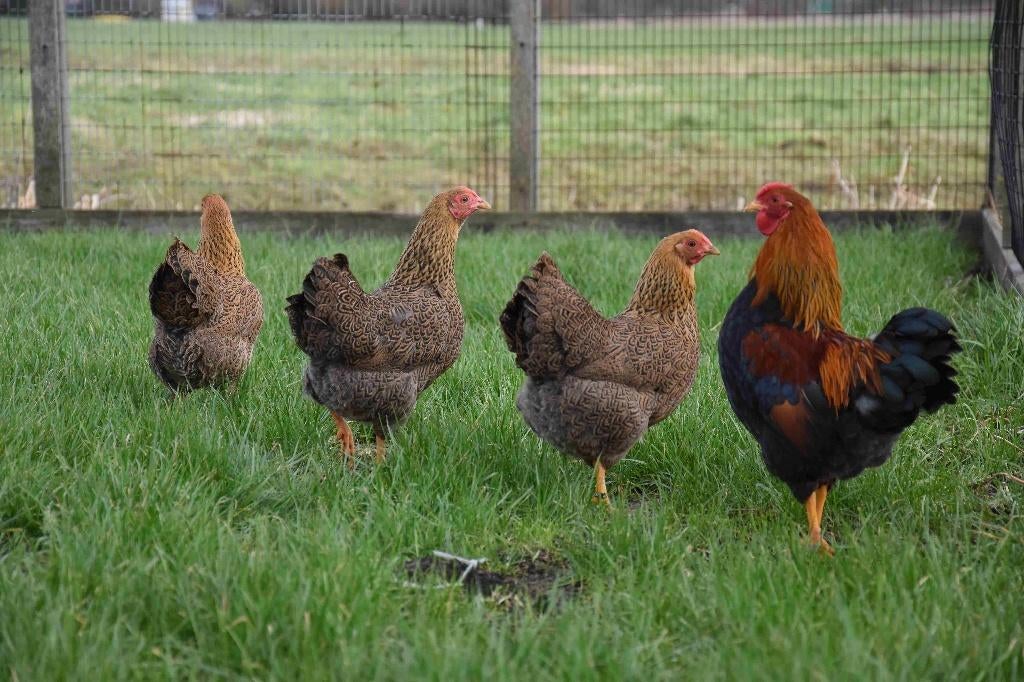 Wyandotte kriel | Rustige kip | Passend advies, Dieren en Toebehoren, Pluimvee, Vrouwelijk, Kip