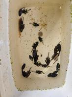 L181 Ancistrus sp., Dieren en Toebehoren, Vis, Zoetwatervis