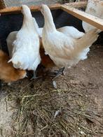 Trio poule de bresse, Dieren en Toebehoren, Pluimvee, Meerdere dieren, Kip