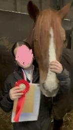 verzorg/bijrijd pony/paard gezocht Arnhem en omstreken!, Dieren en Toebehoren, Stalling en Weidegang