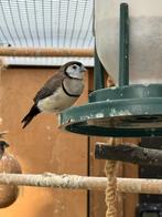 BICHENOW ASTRILDE koppel, Dieren en Toebehoren, Vogels | Overige Vogels, Meerdere dieren, Tropenvogel, Geringd
