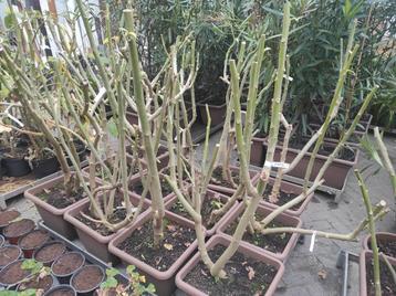 Brugmansia (Datura) beschikbaar voor biedingen