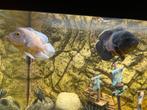 Ik verloop me vis bestand omdat k ga stoppen, Dieren en Toebehoren, Vissen | Aquariumvissen, Vis