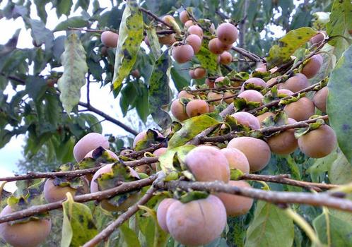 Kaki boompjes van 100-125 cm hoog met bloem, Tuin en Terras, Planten | Fruitbomen, Overige soorten, 100 tot 250 cm, Volle zon