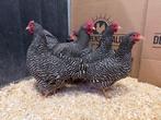 Jonge tamme Amrock kriel kippen gesekst & ingeënt, Dieren en Toebehoren, Pluimvee, Vrouwelijk, Kip