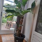 Prachtige Musa Dwarf bananenplant met dikke stam > 200 cm, Huis en Inrichting, Kamerplanten, Ophalen, Halfschaduw, Minder dan 100 cm