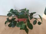 Vetachtige plantjes stekjes, Ophalen, Overige soorten, Minder dan 100 cm