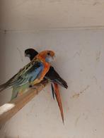 Rosella man oranje witvleugel 2025, Mannelijk, Parkiet, Geringd