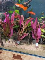 Aquarium planten, Dieren en Toebehoren, Vissen | Aquariumvissen