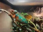 Panter kameleon te koop (man), Dieren en Toebehoren, 0 tot 2 jaar