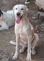 Mindy een lief zachtaardig meisje, Dieren en Toebehoren, Honden | Niet-rashonden, Particulier, Rabiës (hondsdolheid), 15 weken tot 1 jaar
