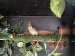 Tekoop Rode Kardinaal pop, Dieren en Toebehoren, Vogels | Overige Vogels, Vrouwelijk, Tropenvogel, Geringd