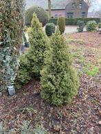 15x Dwerg dennenboom 130cm - Mooie tuinplanten, Tuin en Terras, Planten | Bomen, Volle zon, Bloeit niet, 100 tot 250 cm, Overige soorten