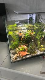 Superfish Qubiq 30 aquarium met guppen, Ophalen, Zo goed als nieuw, Gevuld zoetwateraquarium